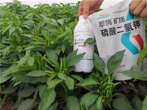 水溶肥，拉姆拉，翠姆