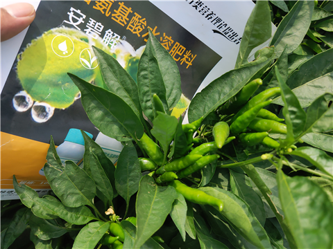 水溶肥，拉姆拉，翠姆