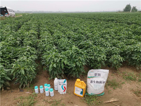 水溶肥，拉姆拉，翠姆