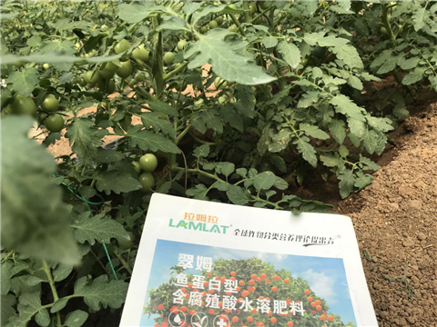 水溶肥，拉姆拉，翠姆