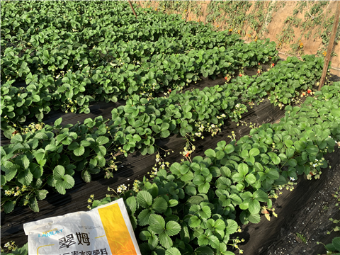 水溶肥，拉姆拉，翠姆