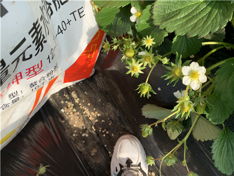 水溶肥，拉姆拉，翠姆