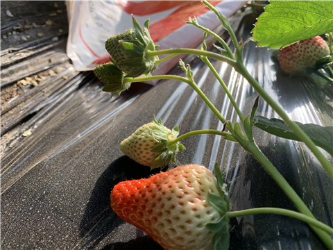 水溶肥，拉姆拉，翠姆