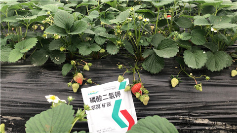 磷酸二氫鉀，拉姆拉，翠姆