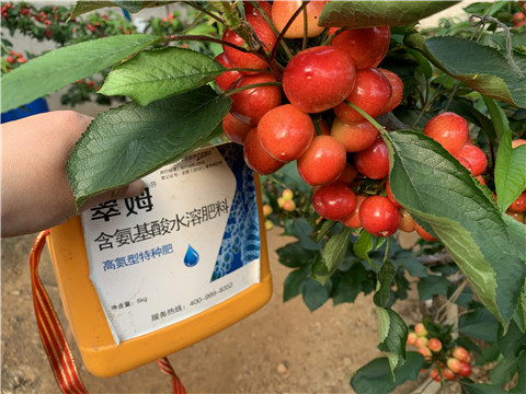 水溶肥，拉姆拉，翠姆