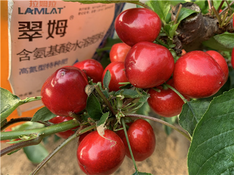 水溶肥，拉姆拉，翠姆