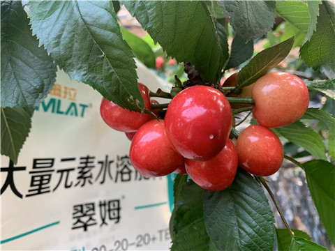 大量元素水溶肥，拉姆拉，翠姆