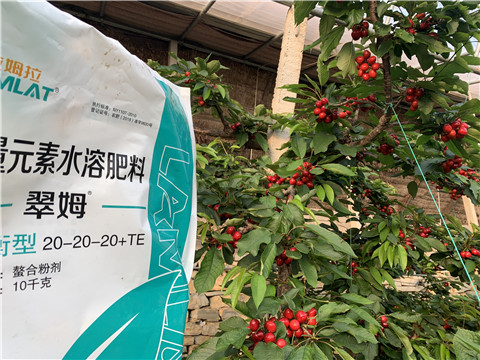 大量元素水溶肥，拉姆拉，翠姆