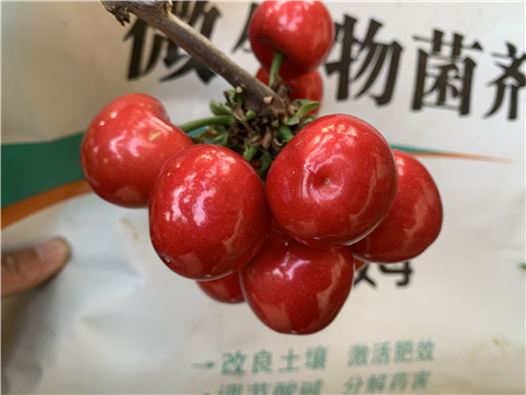 水溶肥，拉姆拉，翠姆