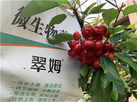 水溶肥，拉姆拉，翠姆