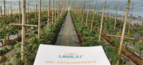 水溶肥，拉姆拉，翠姆