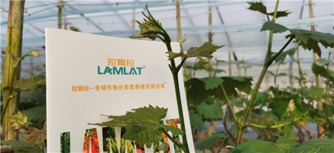 水溶肥，拉姆拉，翠姆