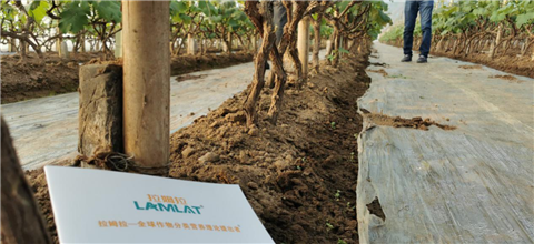 水溶肥，拉姆拉，翠姆