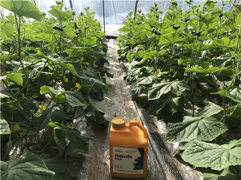 水溶肥，拉姆拉，翠姆