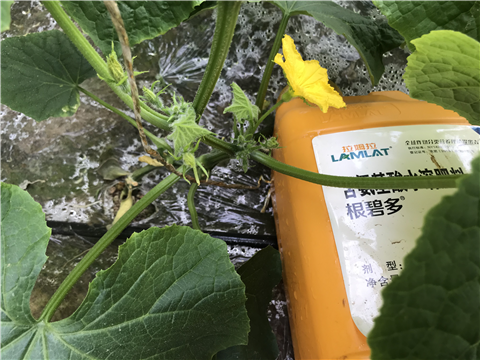 水溶肥，拉姆拉，翠姆