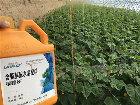 水溶肥，拉姆拉，翠姆