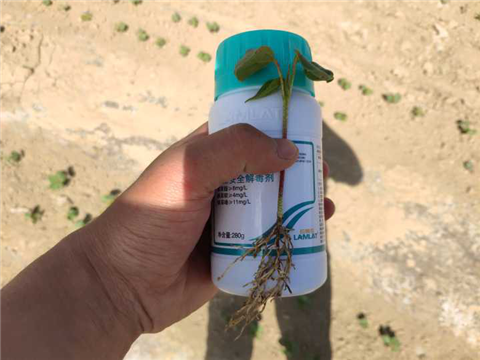 安碧解，拉姆拉，翠姆