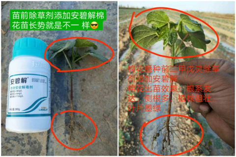 安碧解，拉姆拉，翠姆