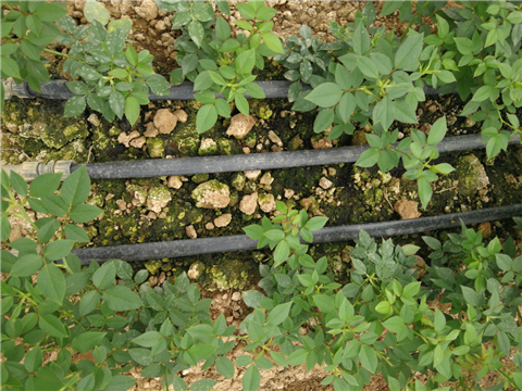 生根劑，拉姆拉，翠姆