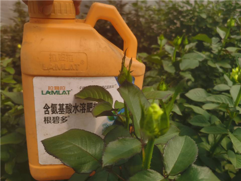 生根劑，拉姆拉，翠姆