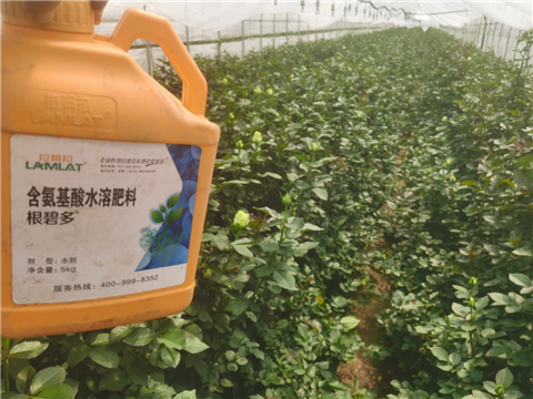 生根劑，拉姆拉，翠姆