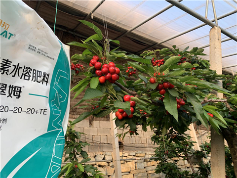 水溶肥，拉姆拉，翠姆