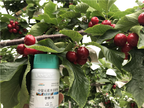 水溶肥，拉姆拉，翠姆