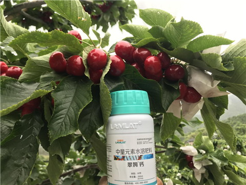 水溶肥，拉姆拉，翠姆