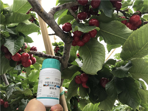 水溶肥，拉姆拉，翠姆