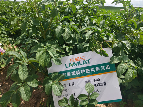 安碧解，拉姆拉，翠姆