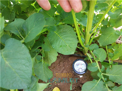 安碧解，拉姆拉，翠姆