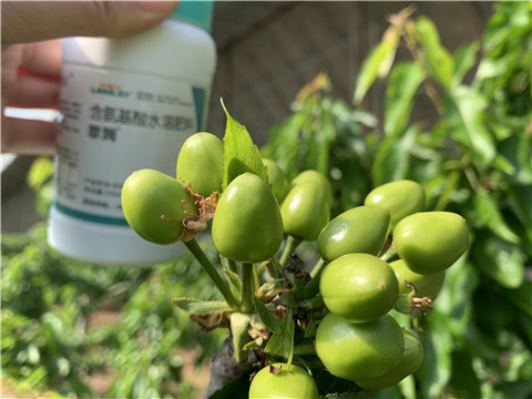 氨基酸水溶肥，拉姆拉，翠姆