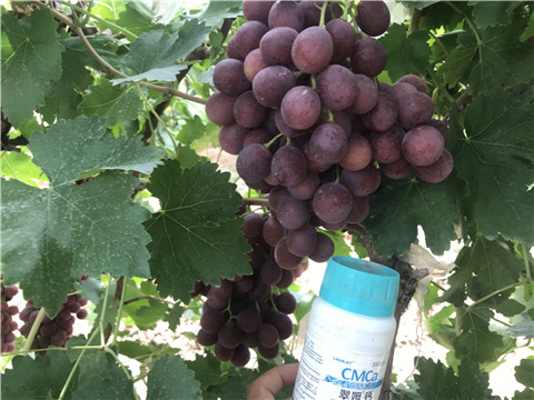 鈣肥，拉姆拉，翠姆