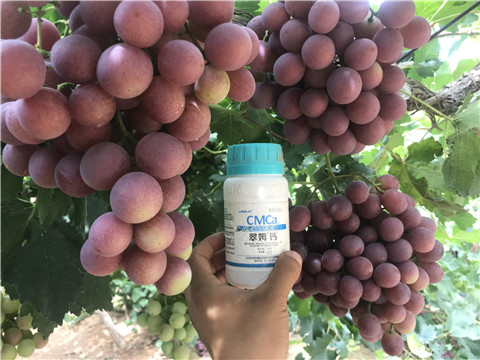 鈣肥，拉姆拉，翠姆