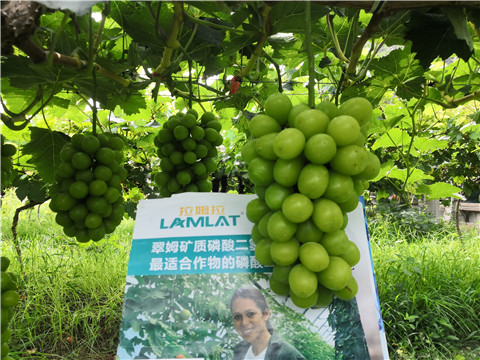 水溶肥，拉姆拉，翠姆