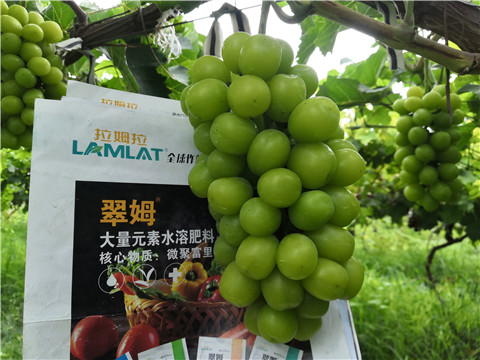 水溶肥，拉姆拉，翠姆