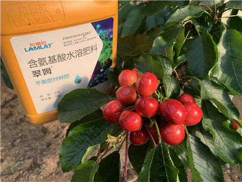 水溶肥，拉姆拉，翠姆