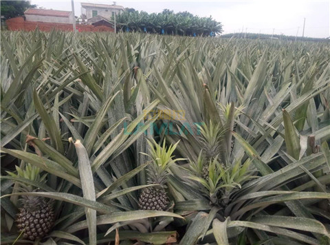 水溶肥，拉姆拉，翠姆