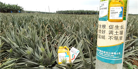 水溶肥，拉姆拉，翠姆