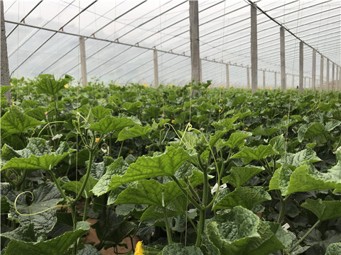 小分子有機(jī)碳，拉姆拉，翠姆