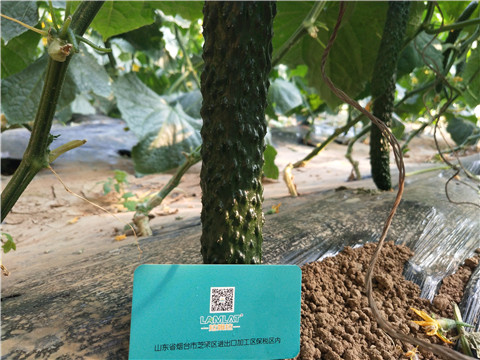 小分子有機(jī)碳，拉姆拉，翠姆