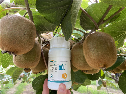 硼肥，拉姆拉，翠姆