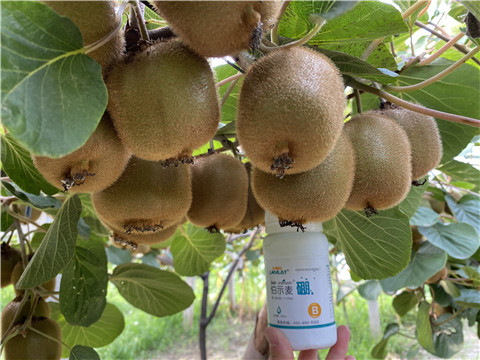 硼肥，拉姆拉，翠姆