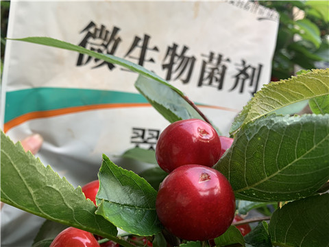 微生物菌劑，拉姆拉，翠姆