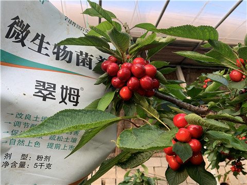 微生物菌劑，拉姆拉，翠姆