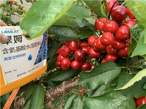 水溶肥，拉姆拉，翠姆