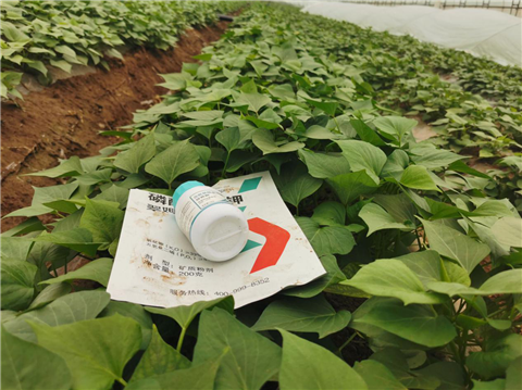 水溶肥，拉姆拉，翠姆