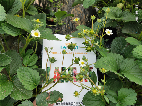 水溶肥，拉姆拉，翠姆