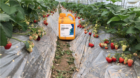 水溶肥，拉姆拉，翠姆