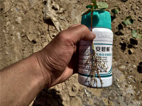 水溶肥，拉姆拉，翠姆